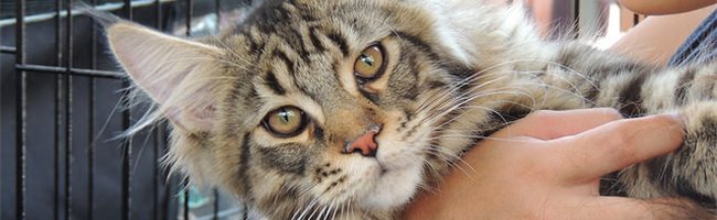 Toxoplasmosis