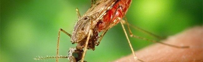 Malaria