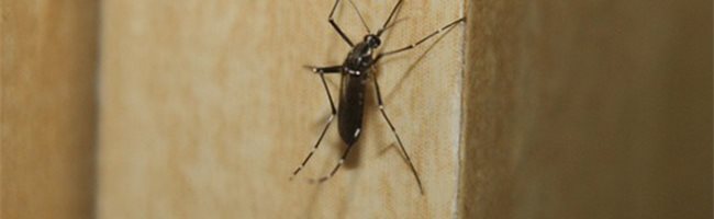 Virus Zika